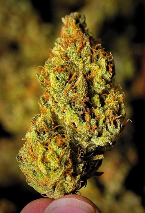 Mendo Cherry Cookies Auto | Fastbuds. Week 12
