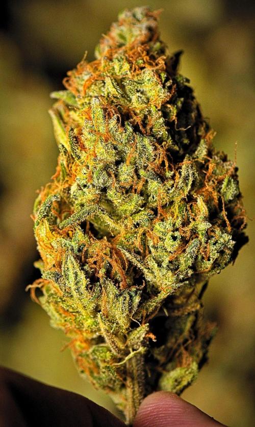 Mendo Cherry Cookies Auto | Fastbuds. Week 12
