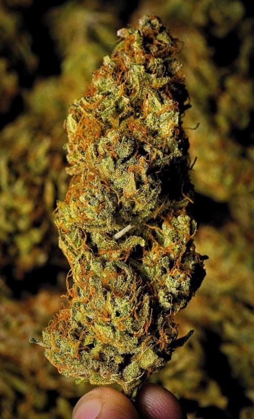 Mendo Cherry Cookies Auto | Fastbuds. Week 12