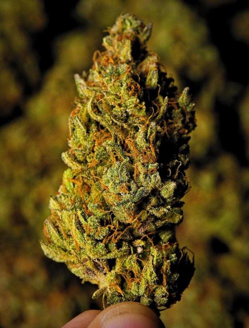 Mendo Cherry Cookies Auto | Fastbuds. Week 12