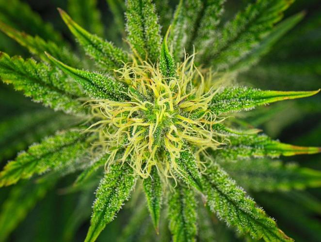 3 Bears OG | Mephisto Genetics. Week 7 - Day 48