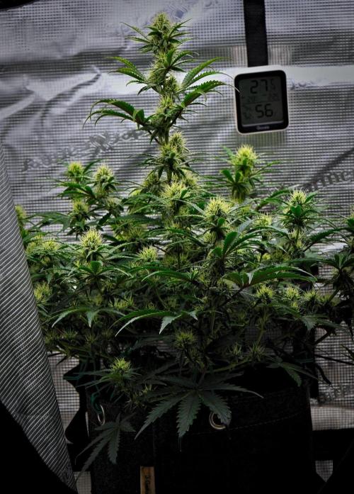3 Bears OG | Mephisto Genetics. Week 7 - Day 48
