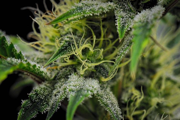 3 Bears OG | Mephisto Genetics. Week 8 - Day 50