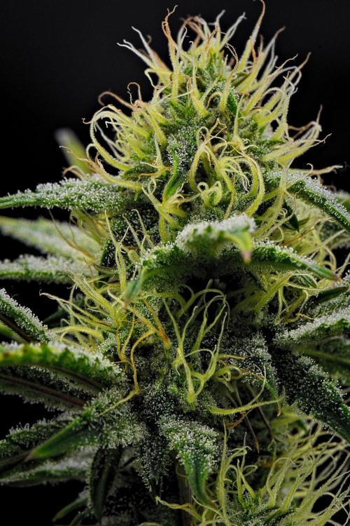 3 Bears OG | Mephisto Genetics. Week 8 - Day 50