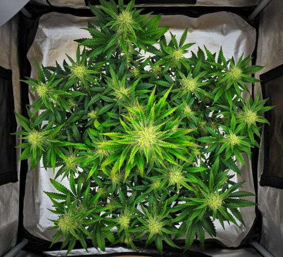 3 Bears OG | Mephisto Genetics. Week 8 - Day 50