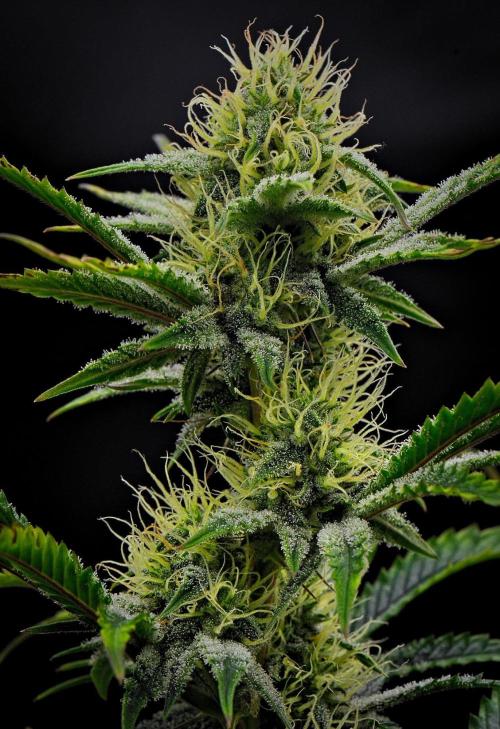 3 Bears OG | Mephisto Genetics. Week 8 - Day 50