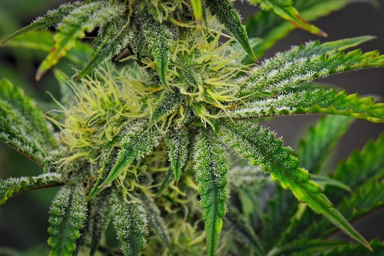 3 Bears OG | Mephisto Genetics. Week 8 - Day 50