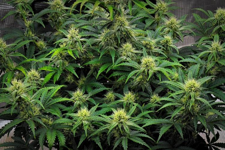 3 Bears OG | Mephisto Genetics. Week 8 - Day 50
