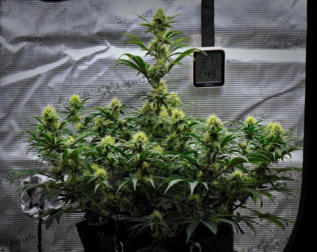 3 Bears OG | Mephisto Genetics. Week 8 - Day 50