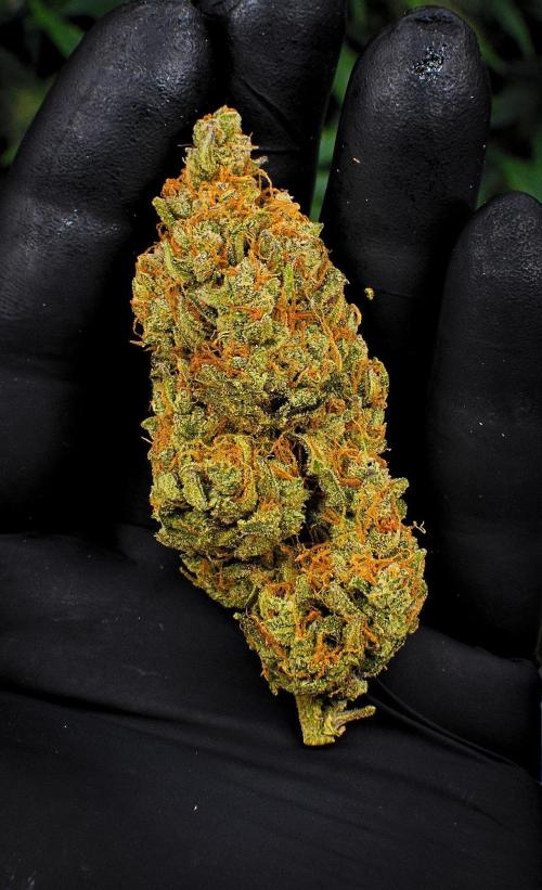 Mendo Cherry Cookies Auto | Fastbuds. Week 12