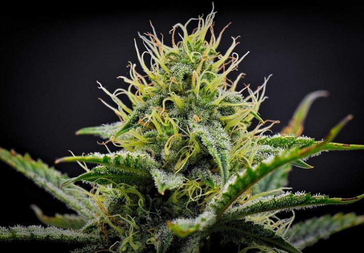 3 Bears OG | Mephisto Genetics. Week 8 - Day 52