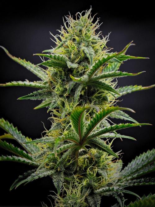 3 Bears OG | Mephisto Genetics. Week 8 - Day 52