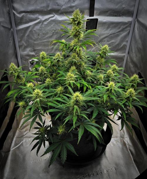 3 Bears OG | Mephisto Genetics. Week 8 - Day 52