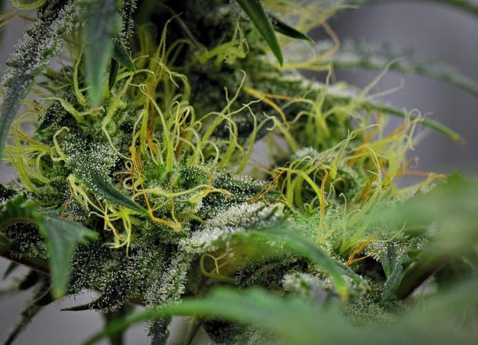 3 Bears OG | Mephisto Genetics. Week 8 - Day 54