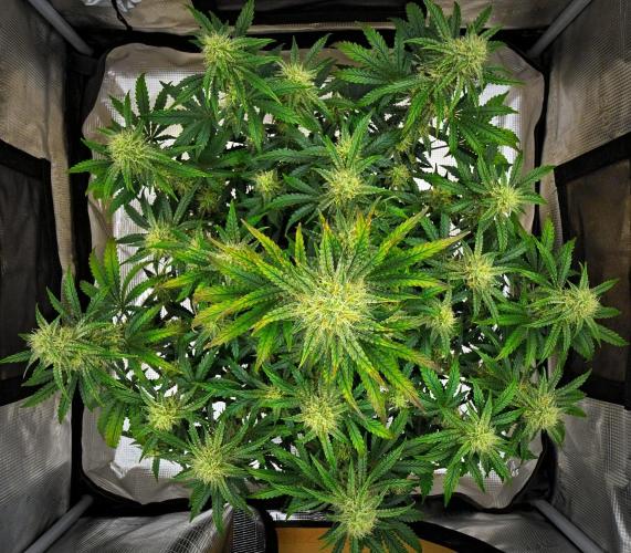 3 Bears OG | Mephisto Genetics. Week 8 - Day 54