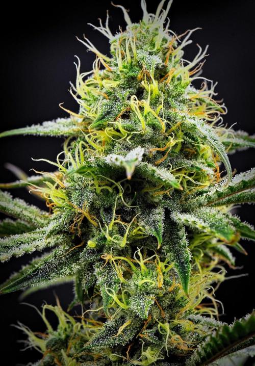 3 Bears OG | Mephisto Genetics. Week 8 - Day 56