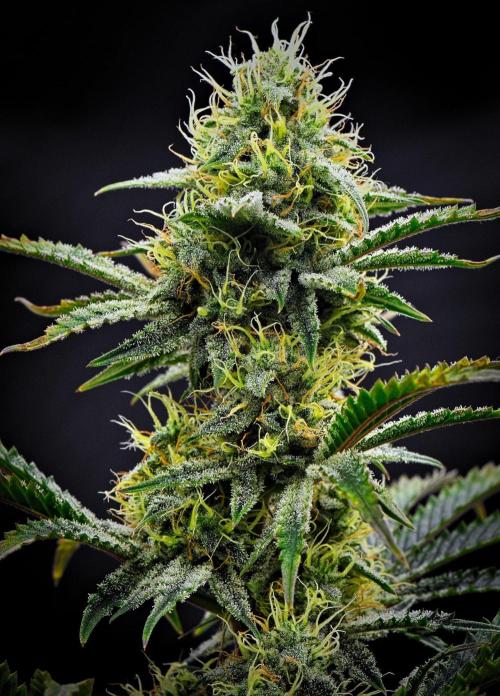 3 Bears OG | Mephisto Genetics. Week 8 - Day 56