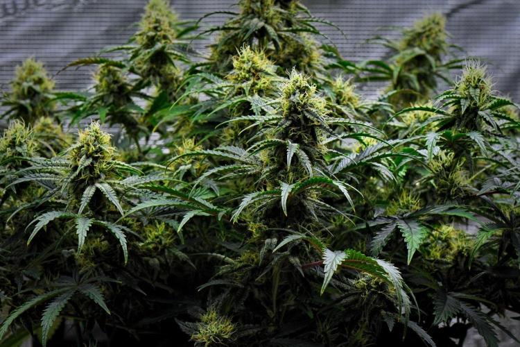 3 Bears OG | Mephisto Genetics. Week 9 - Day 57