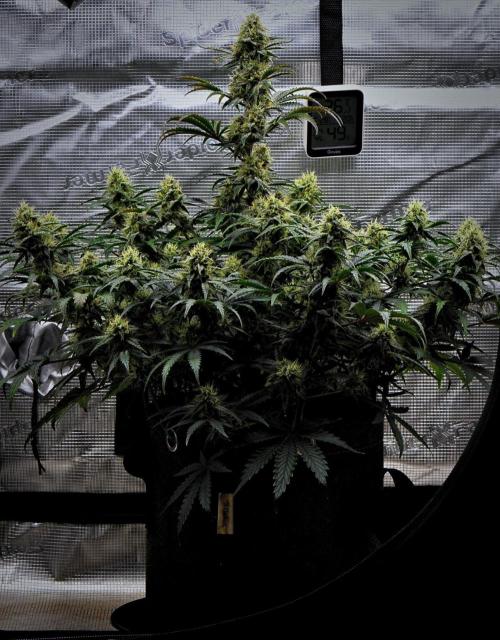 3 Bears OG | Mephisto Genetics. Week 9 - Day 57