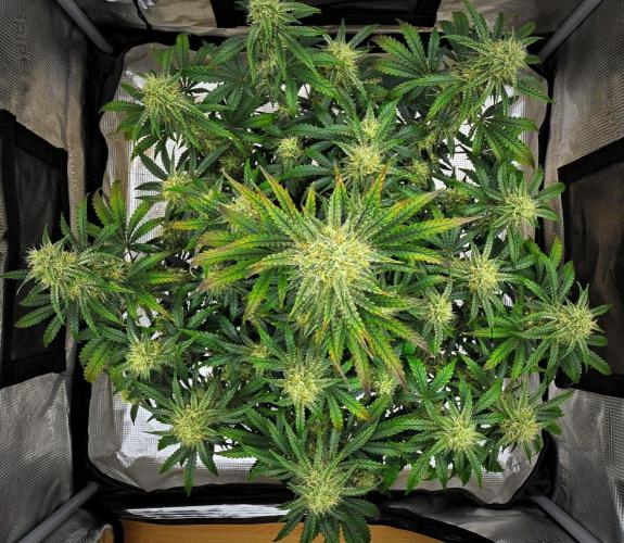 3 Bears OG | Mephisto Genetics. Week 9 - Day 57