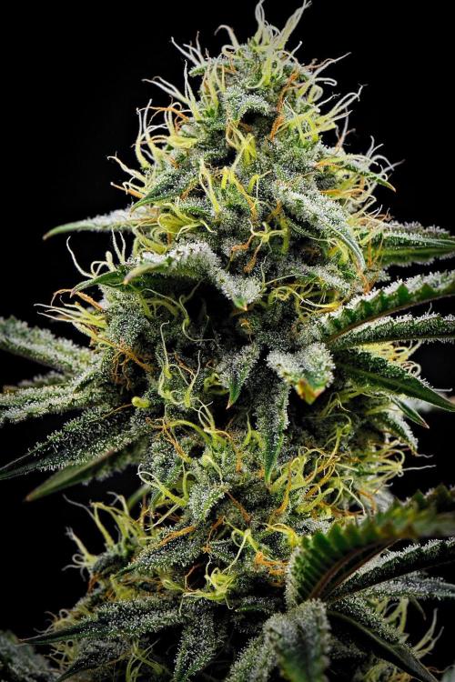3 Bears OG | Mephisto Genetics. Week 9 - Day 57