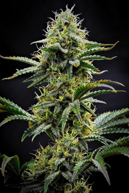 3 Bears OG | Mephisto Genetics. Week 9 - Day 57
