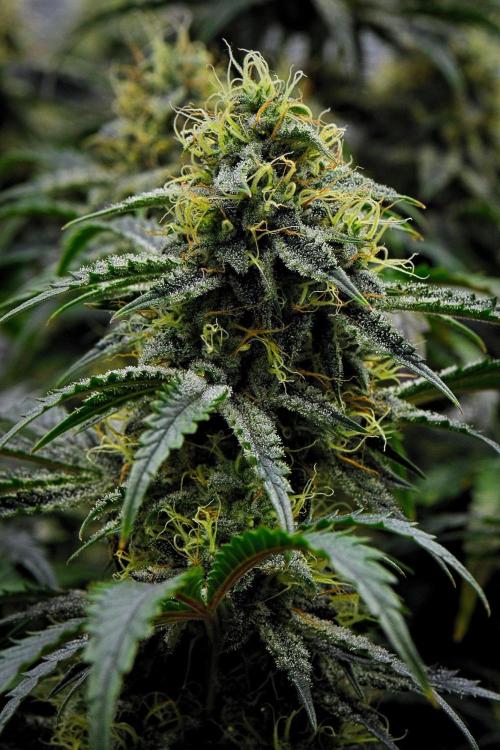 3 Bears OG | Mephisto Genetics. Week 9 - Day 59
