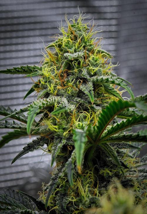 3 Bears OG | Mephisto Genetics. Week 9 - Day 59