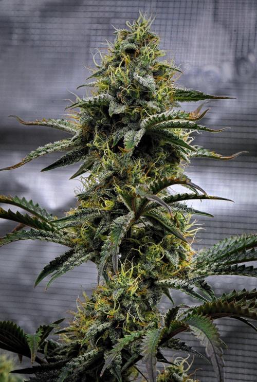3 Bears OG | Mephisto Genetics. Week 9 - Day 59