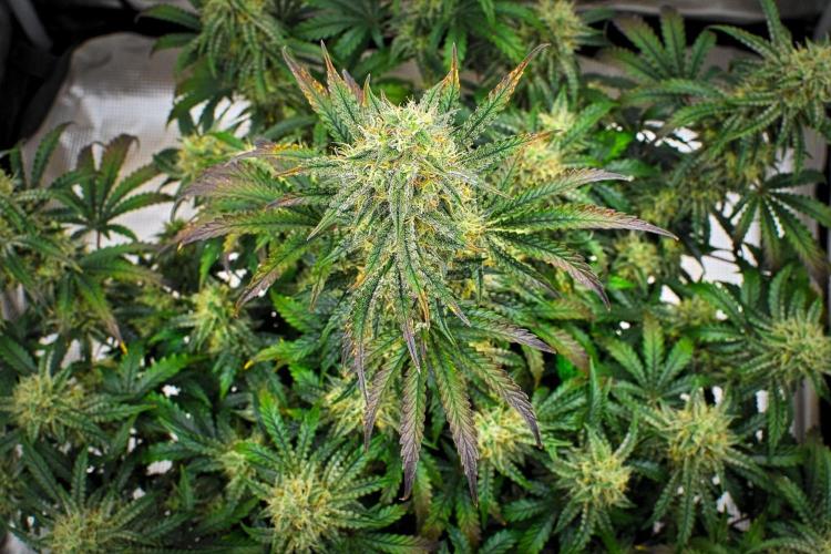 3 Bears OG | Mephisto Genetics. Week 9 - Day 60