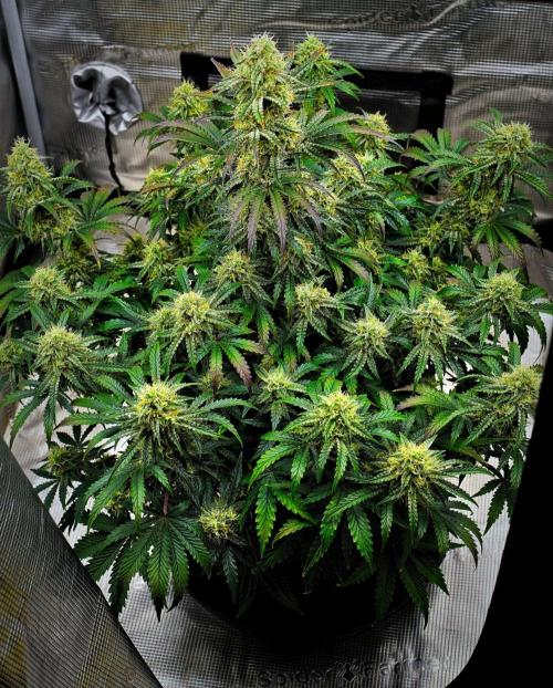 3 Bears OG | Mephisto Genetics. Week 9 - Day 60