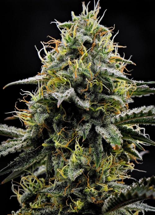 3 Bears OG | Mephisto Genetics. Week 9 - Day 60