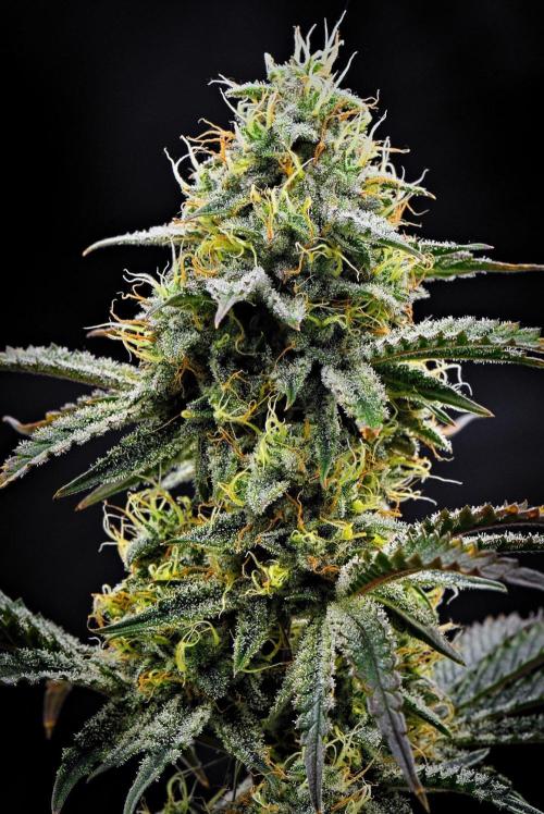 3 Bears OG | Mephisto Genetics. Week 9 - Day 60