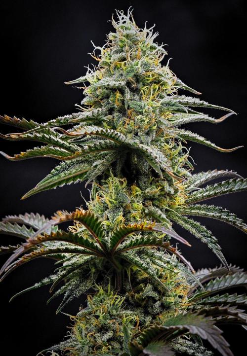 3 Bears OG | Mephisto Genetics. Week 9 - Day 60