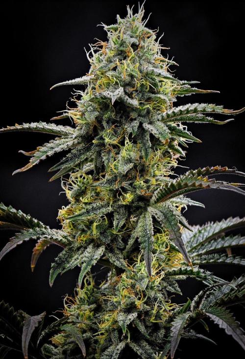3 Bears OG | Mephisto Genetics. Week 9 - Day 60