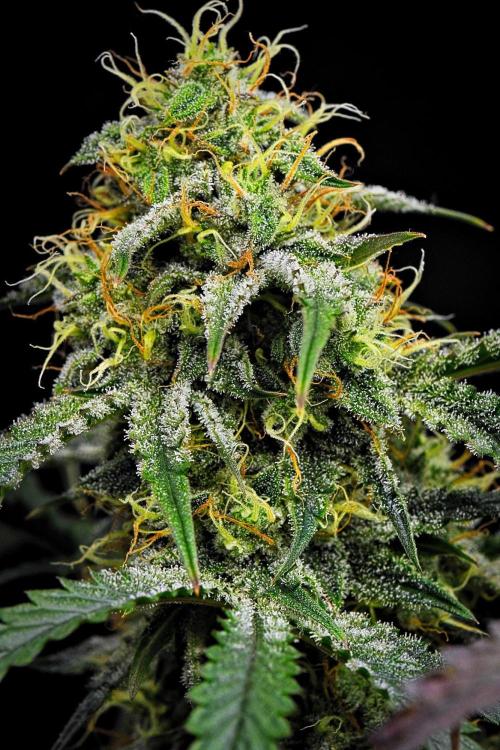 3 Bears OG | Mephisto Genetics. Week 9 - Day 61
