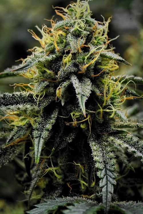 3 Bears OG | Mephisto Genetics. Week 9 - Day 61