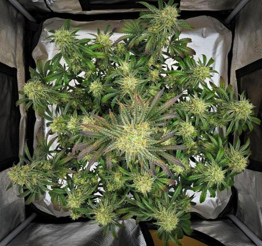 3 Bears OG | Mephisto Genetics. Week 9 - Day 62