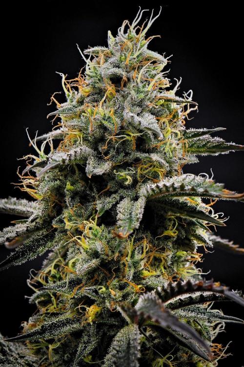 3 Bears OG | Mephisto Genetics. Week 9 - Day 63