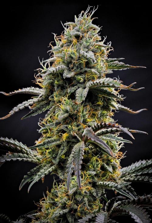 3 Bears OG | Mephisto Genetics. Week 9 - Day 63
