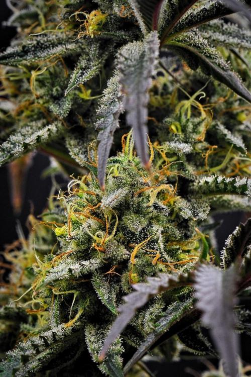 3 Bears OG | Mephisto Genetics. Week 9 - Day 63