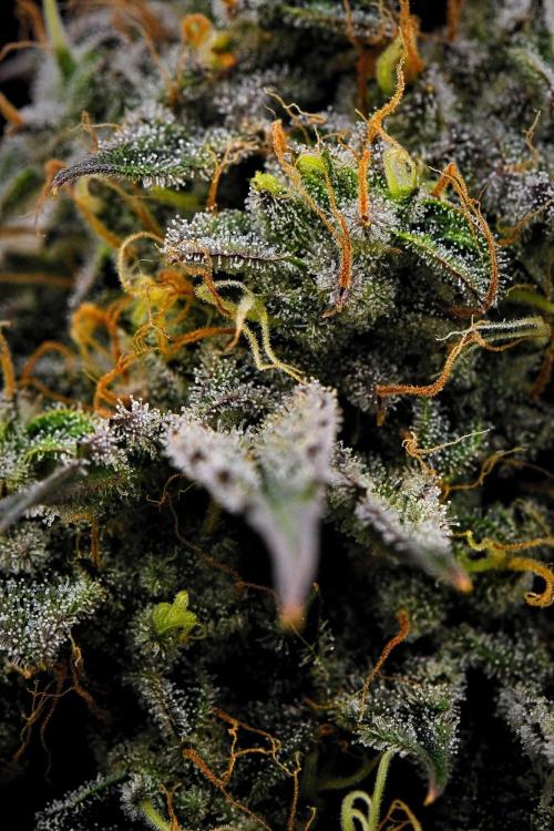 3 Bears OG | Mephisto Genetics. Week 10 - Day 64