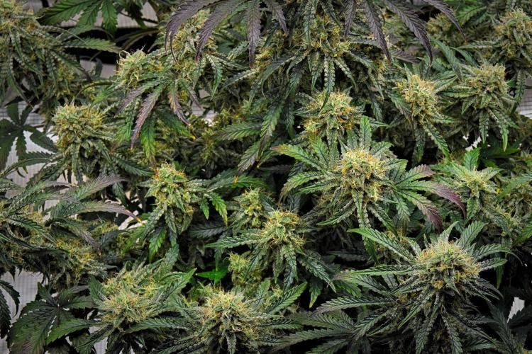 3 Bears OG | Mephisto Genetics. Week 10 - Day 64