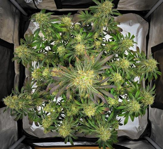 3 Bears OG | Mephisto Genetics. Week 10 - Day 64