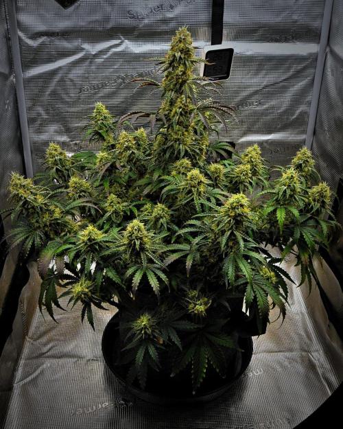 3 Bears OG | Mephisto Genetics. Week 10 - Day 64