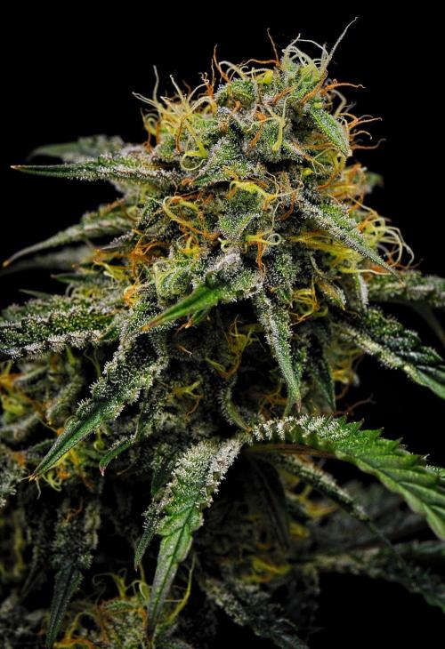 3 Bears OG | Mephisto Genetics. Week 10 - Day 64