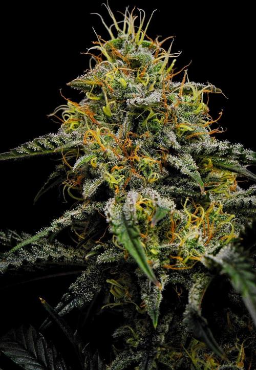 3 Bears OG | Mephisto Genetics. Week 10 - Day 64