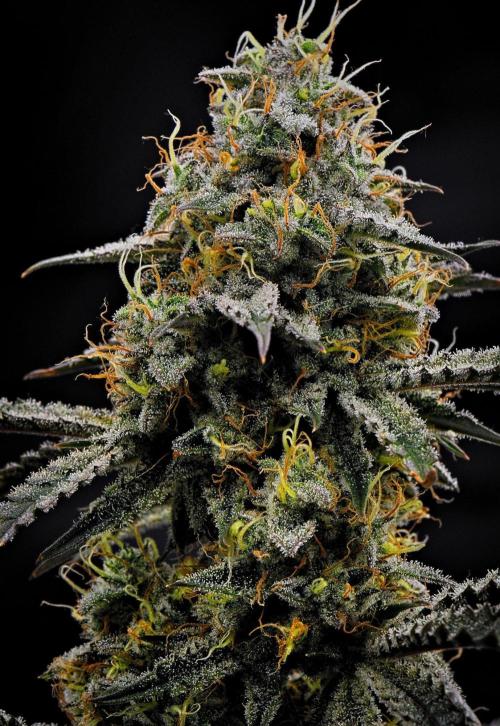 3 Bears OG | Mephisto Genetics. Week 10 - Day 64