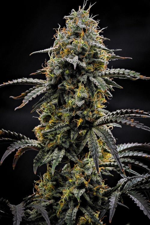 3 Bears OG | Mephisto Genetics. Week 10 - Day 64