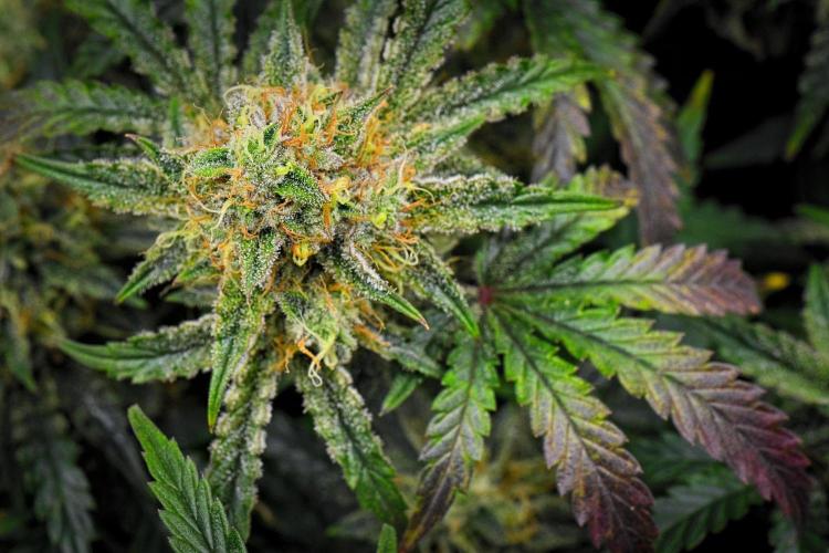 3 Bears OG | Mephisto Genetics. Week 10 - Day 65